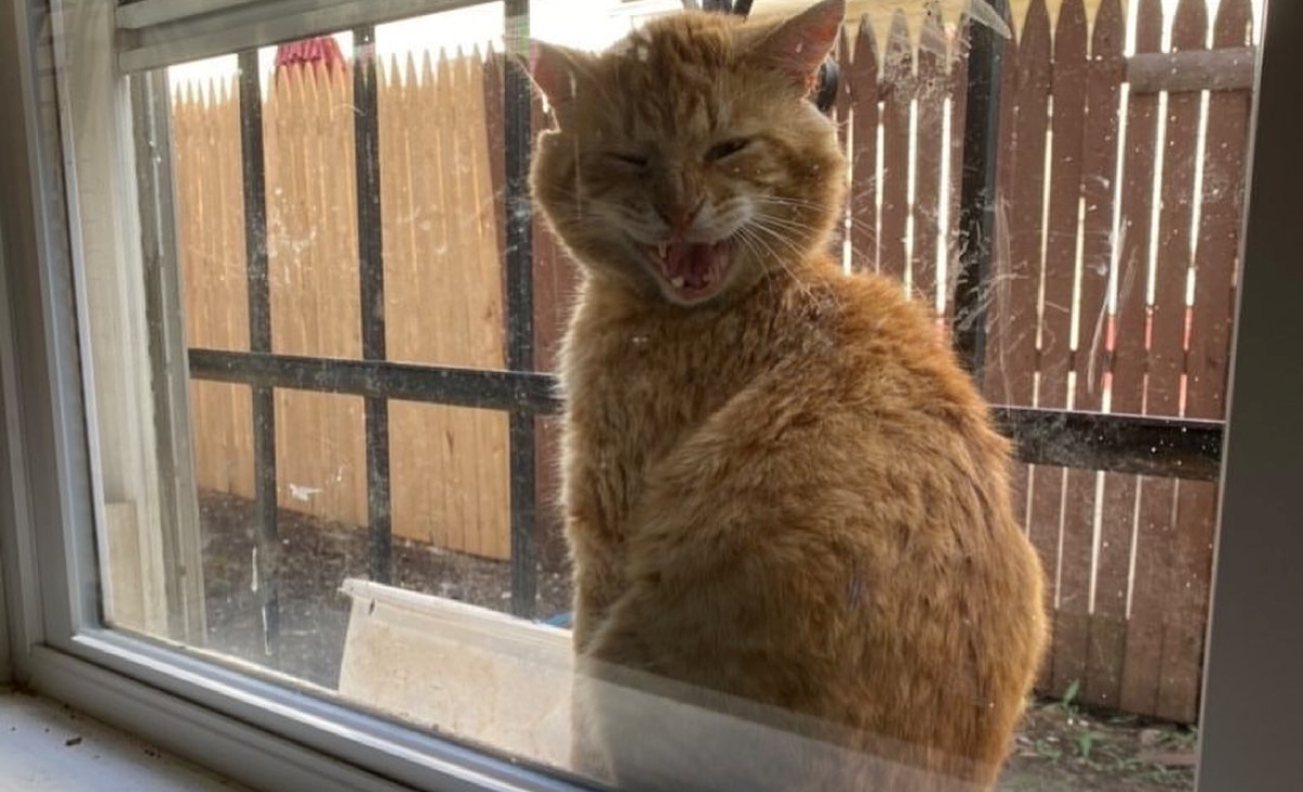 La storia del gatto Carlton: si è presentato davanti alla finestra della persona giusta
