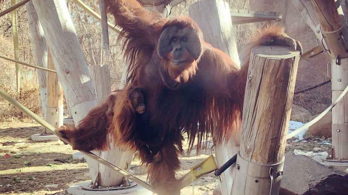 Cerah il cucciolo di orango