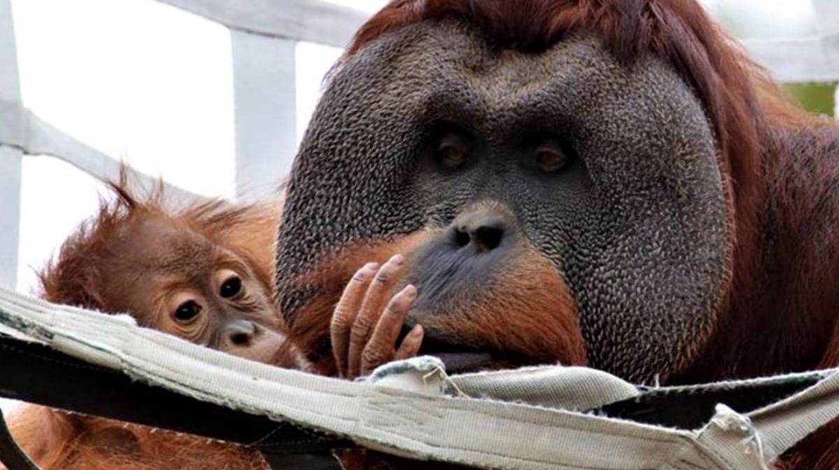 Cerah il cucciolo di orango