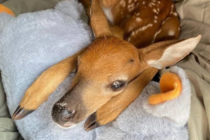 La storia del salvataggio del cucciolo di cervo orfano