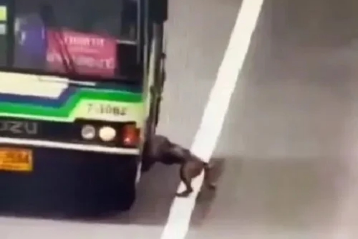 Autista ferma il suo autobus e salva la vita al povero Cookie