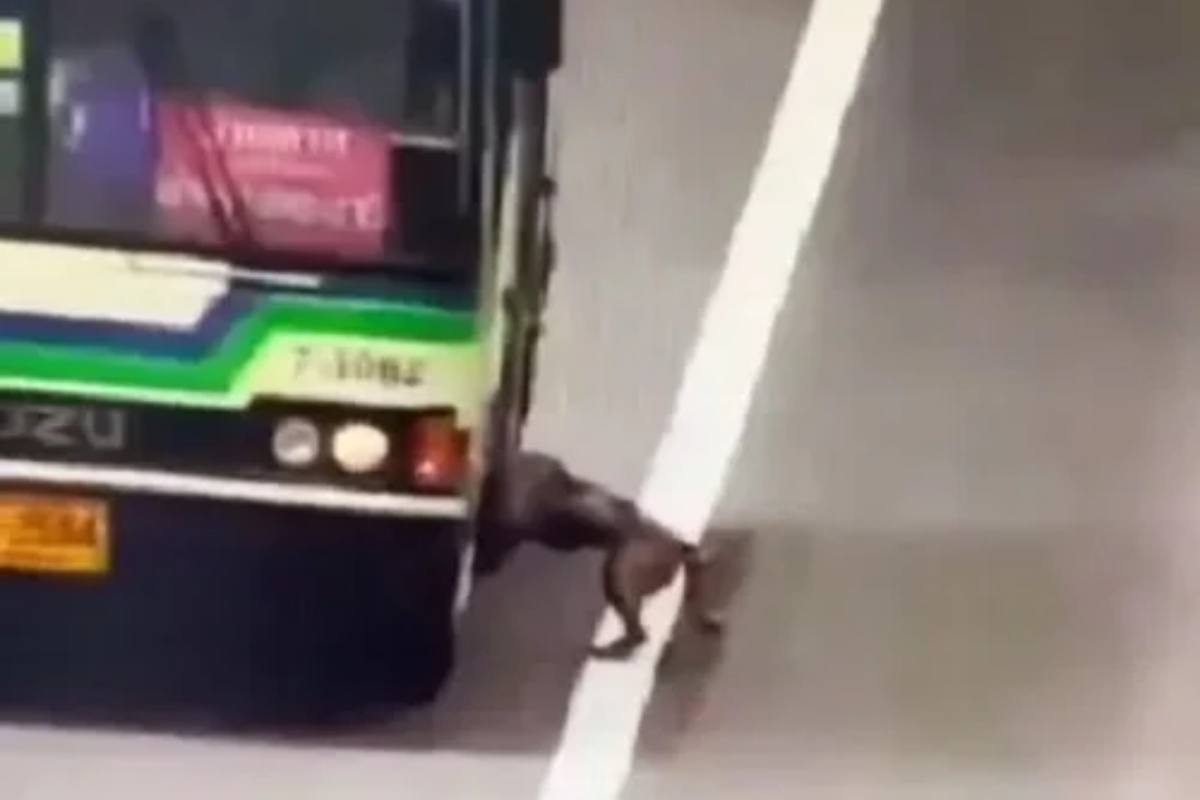 Autista ferma il suo autobus pur di aiutare il povero Cookie