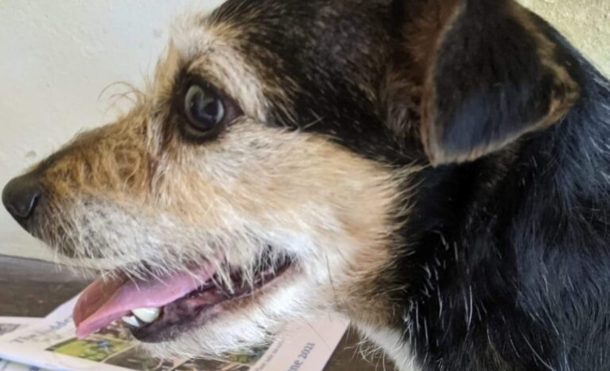 La bellissima storia del cane Crumpet, ritrovato dopo 11 anni dalla scomparsa