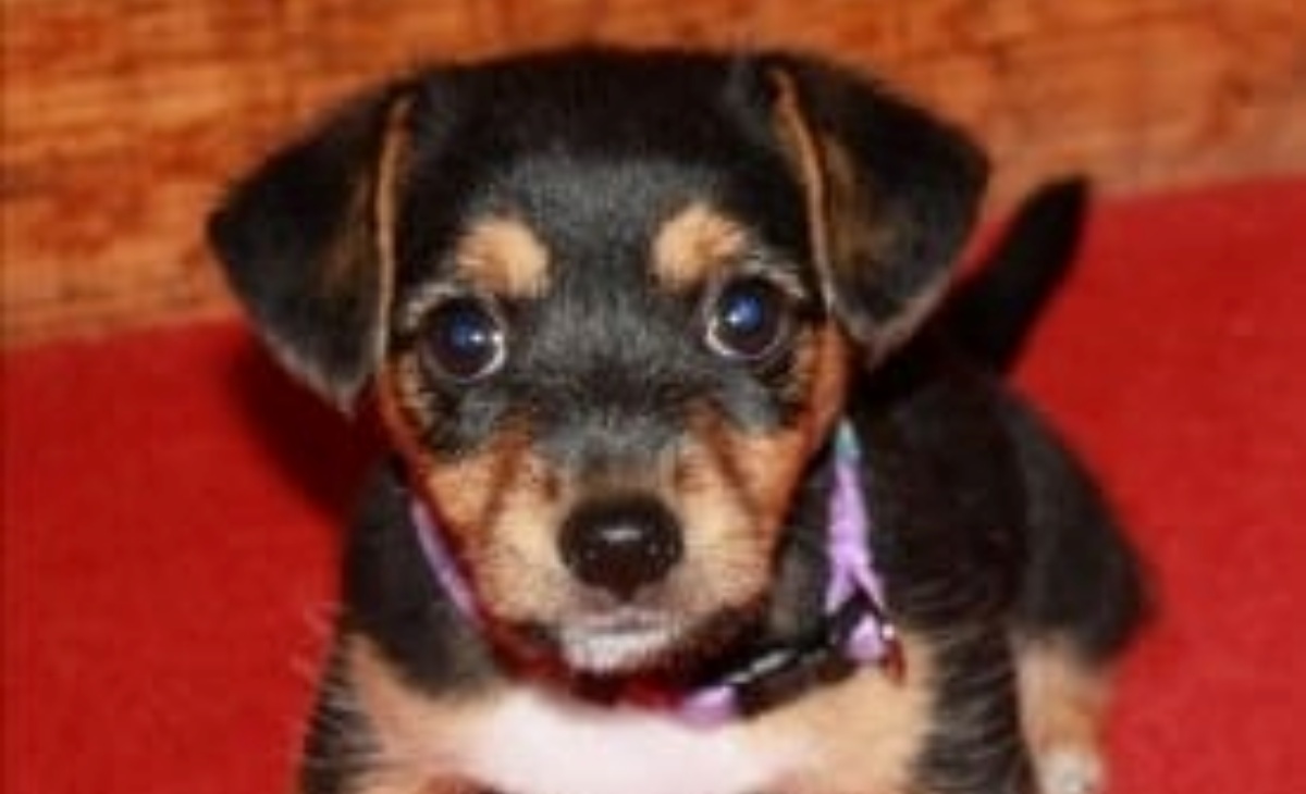 La storia del cane Crumpet