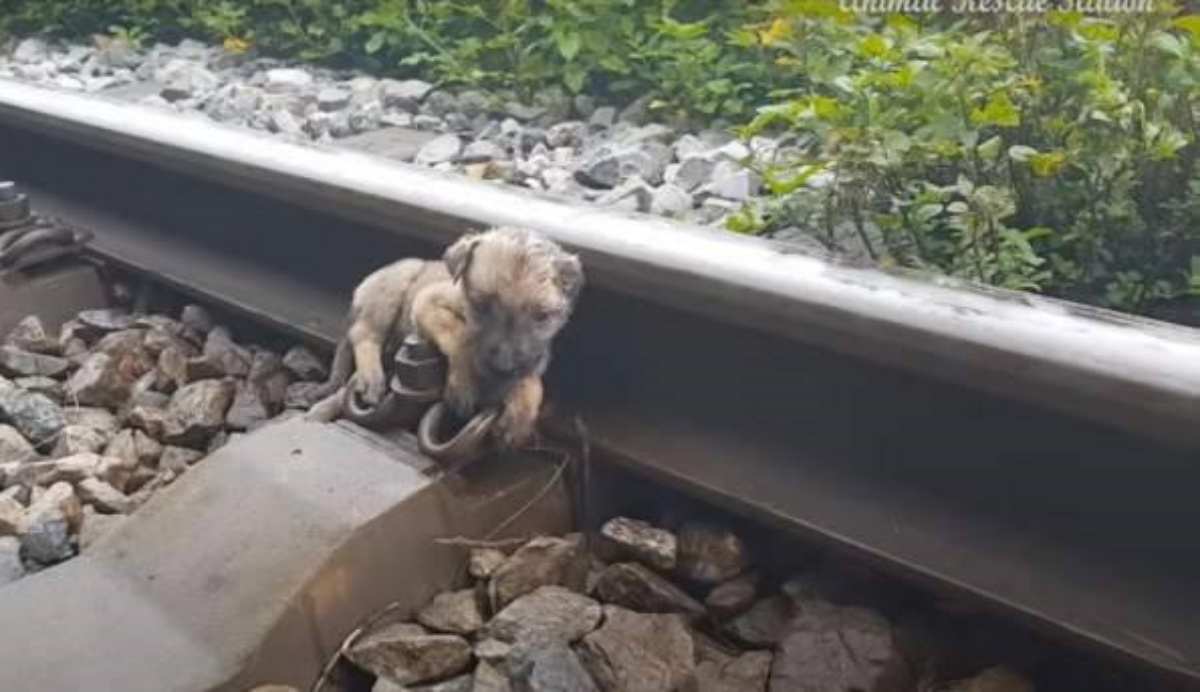 Il salvataggio di un cucciolo coperto di colla