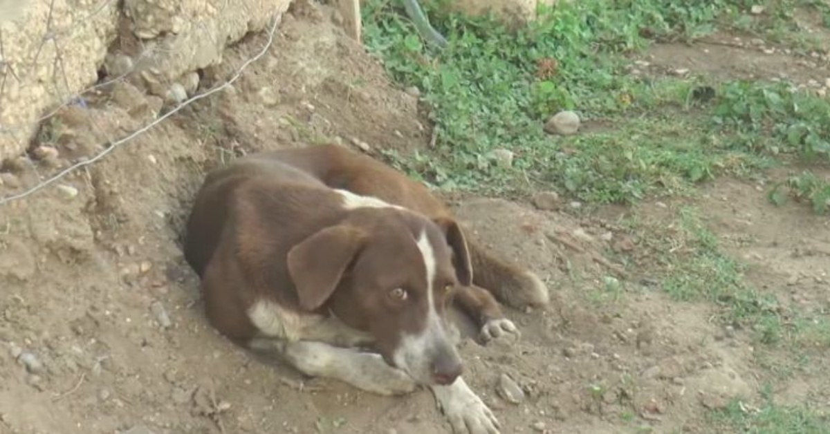 La commovente storia del cane Cuchufleto