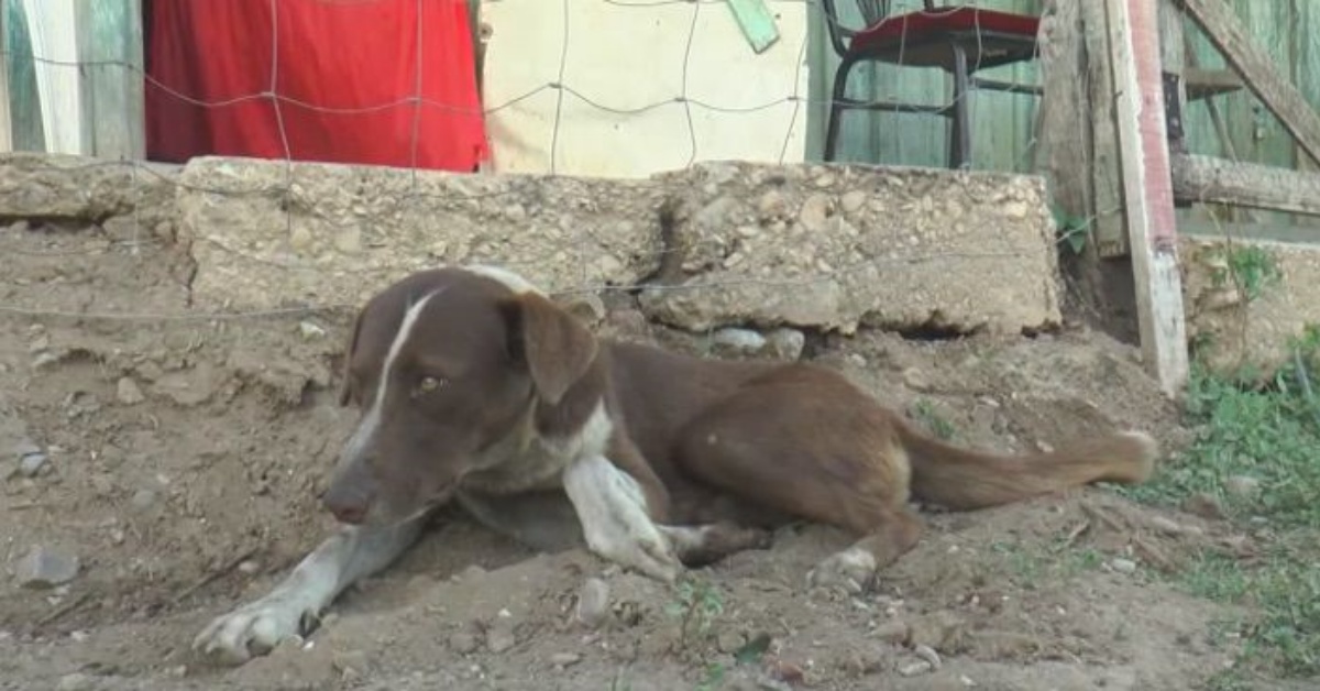 La commovente storia del cane Cuchufleto