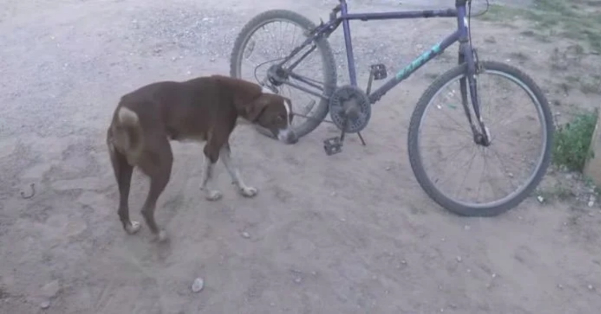 La commovente storia del cane Cuchufleto