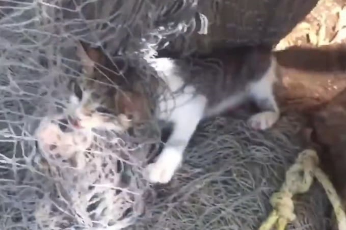 Il salvataggio di un gatto intrappolato nella rete da pesca