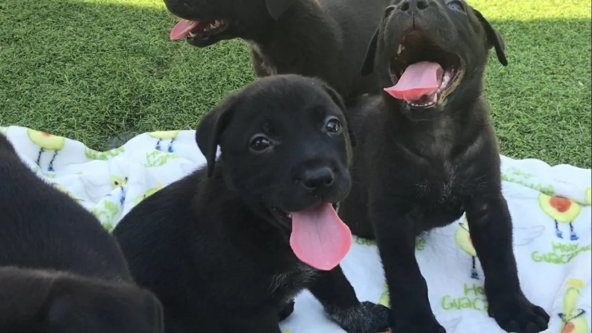Hope for Paws salva la cagnolina Jade e i suoi cuccioli appena nati