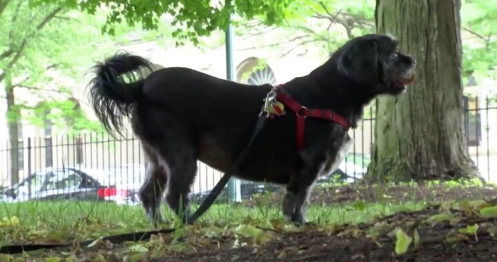 L'eroico salvataggio della cagnolina Joy
