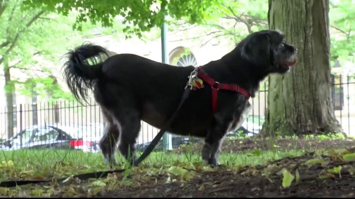 L'eroico salvataggio della cagnolina Joy