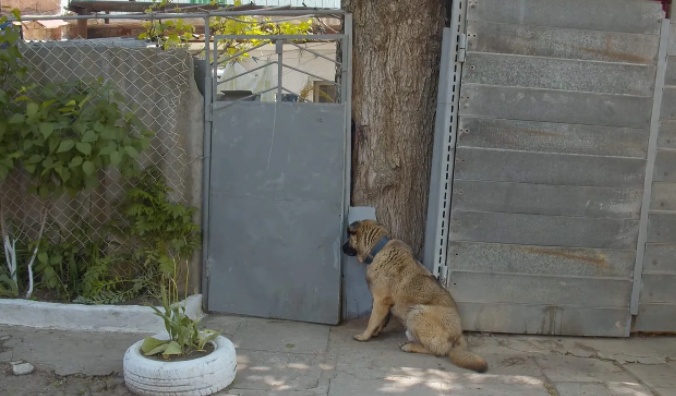 L'abbandono del cane Leo