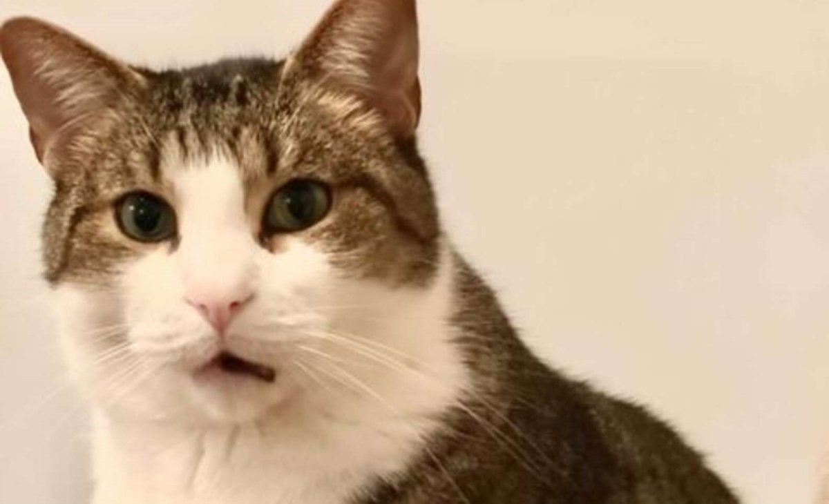Il gatto Mingy capisce che la sua umana è in dolce attesa: il video