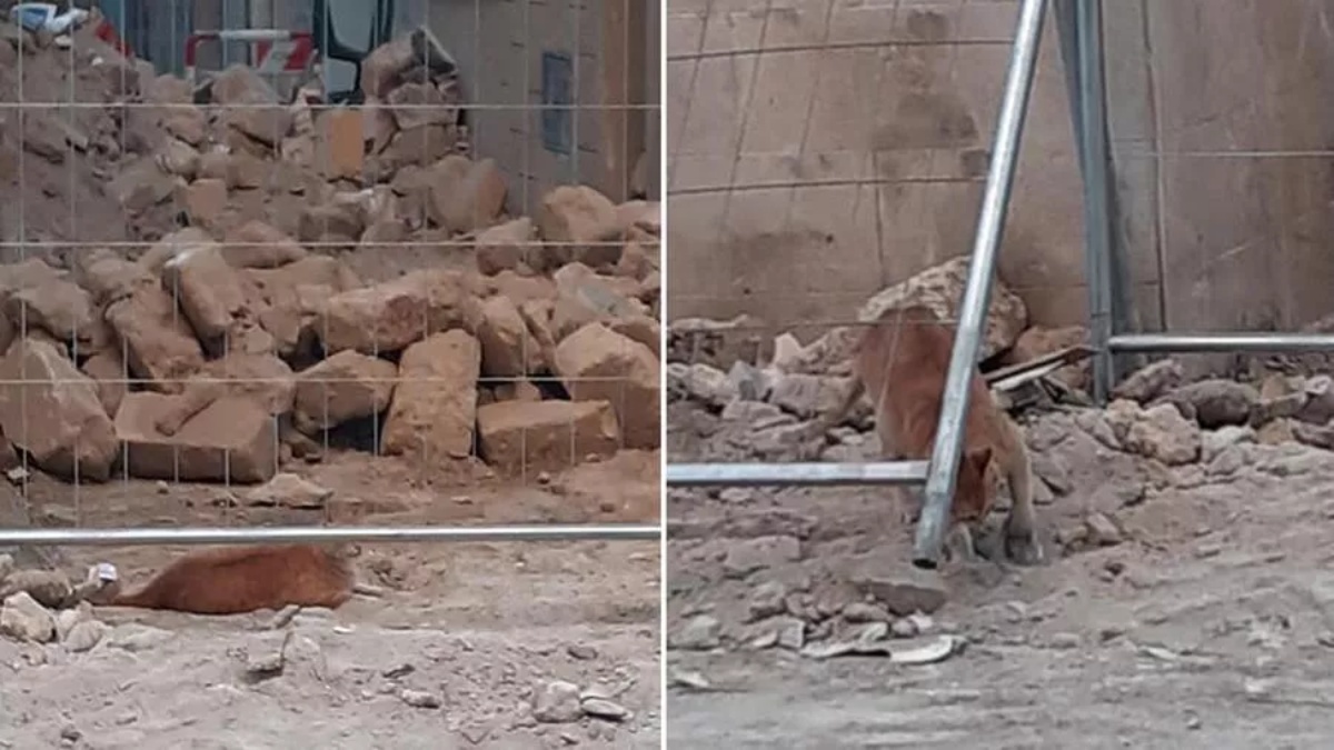 La commovente storia del gatto Peppino, rimasto tra le macerie dopo l’esplosione dell’edificio di Barletta