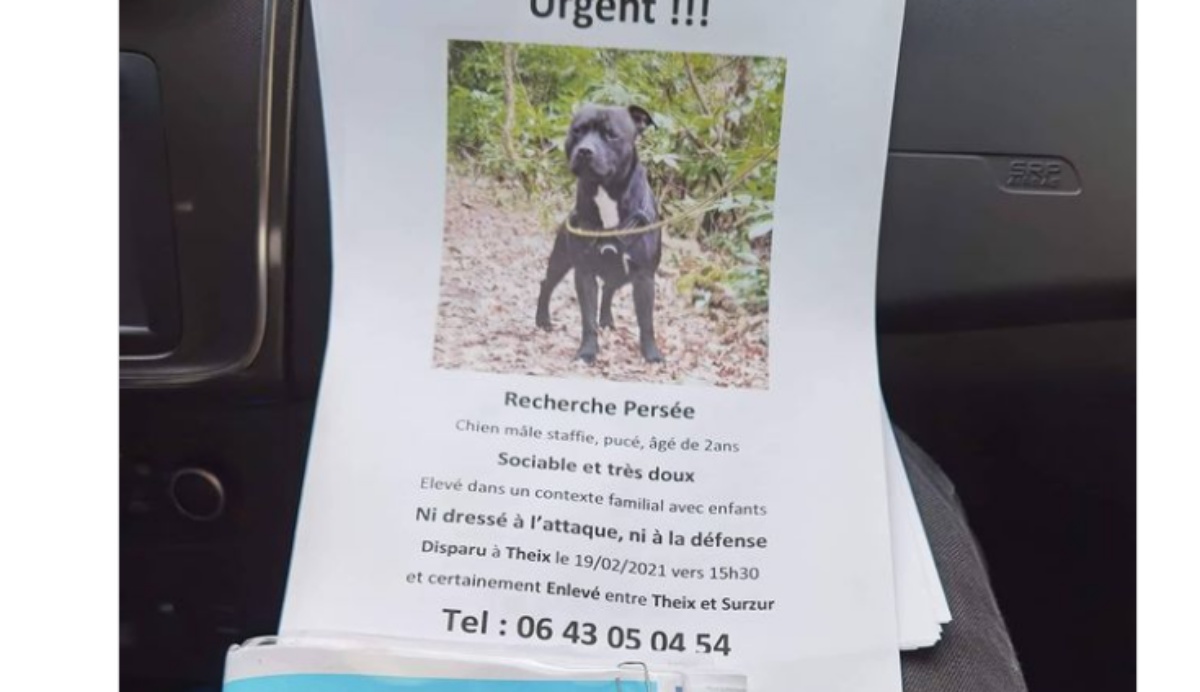 La storia del cane Persée