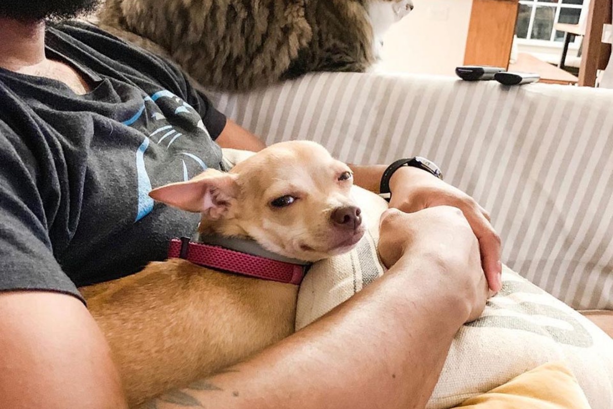 Grazie alla dolce Pickles, Sinclaire cambia idea sui cani di piccola taglia