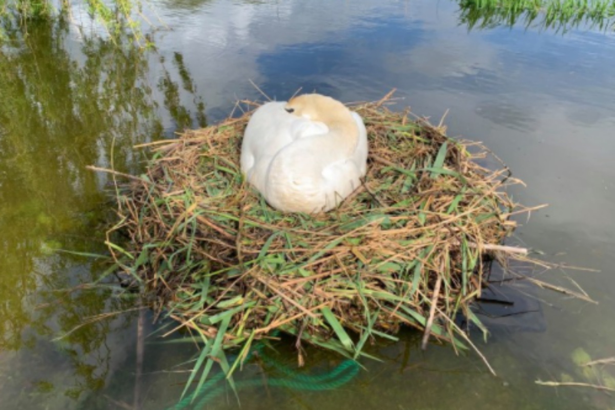 L'idea di Rob per salvare le uova di cigno