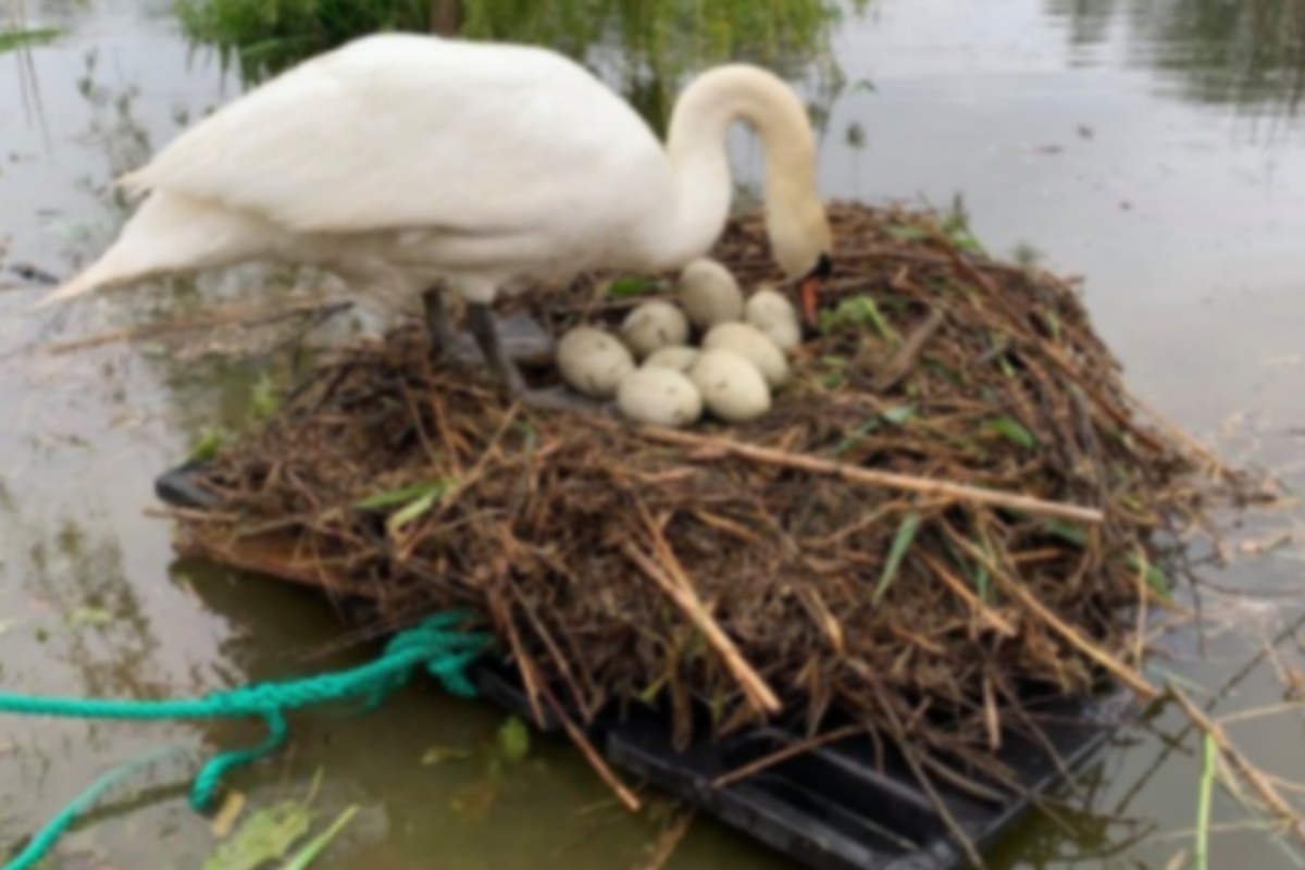 L'idea di Rob per salvare le uova di cigno