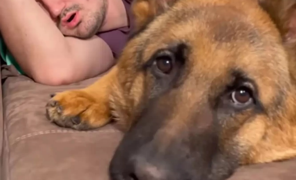 Il divertente video del cane Rocky