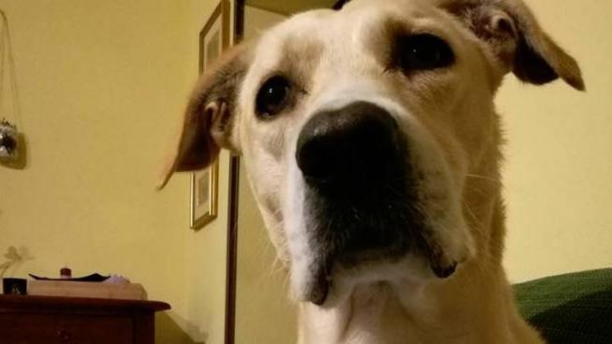 Giustizia per il cane Rocky