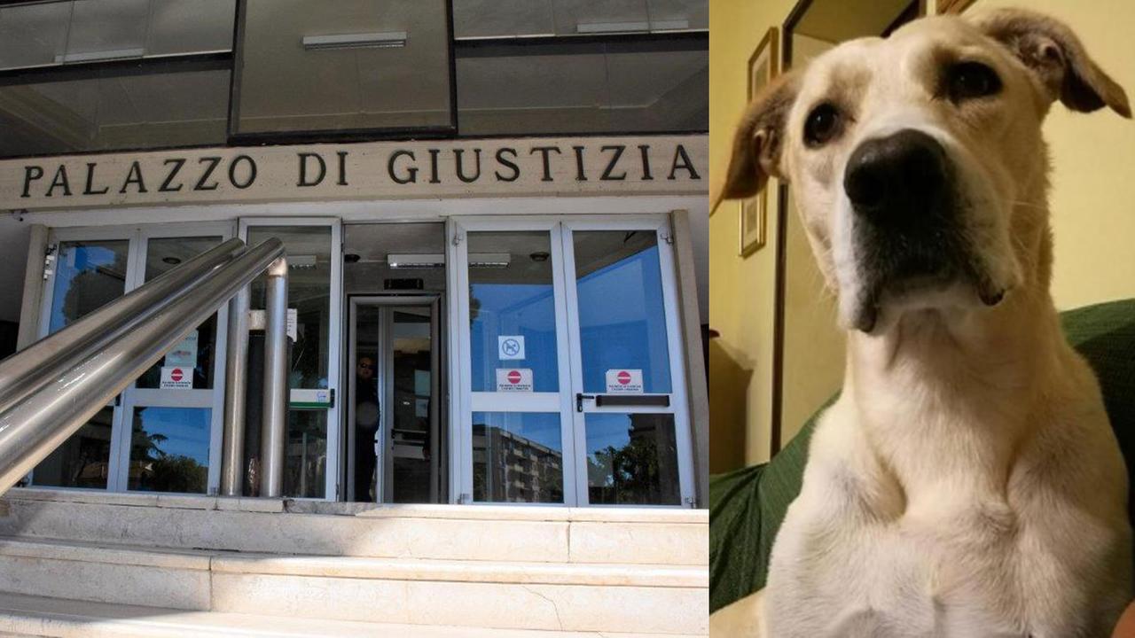 Giustizia per il cane Rocky