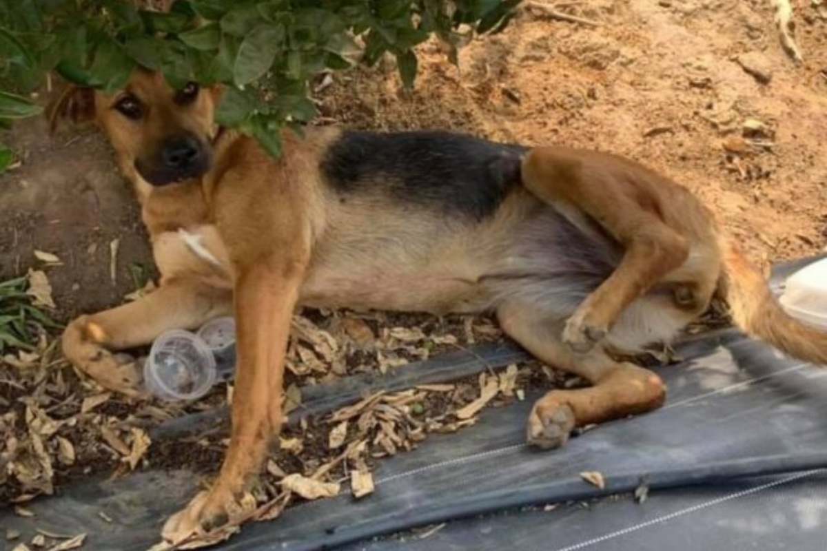 Picchiata e abbandonata in un sacchetto di plastica, Sadie trova la forza di sopravvivere