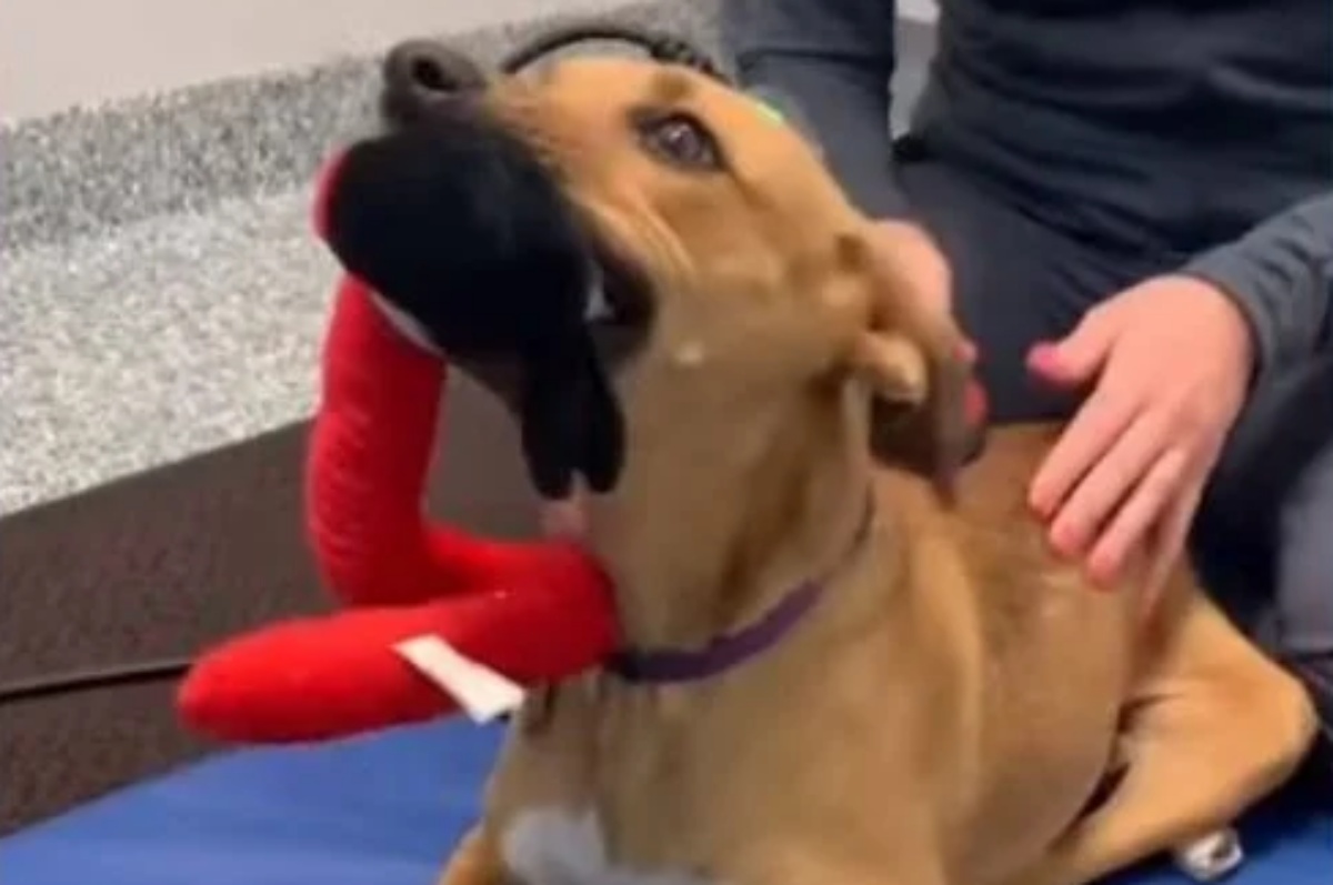 La nuova vita del cane Scout