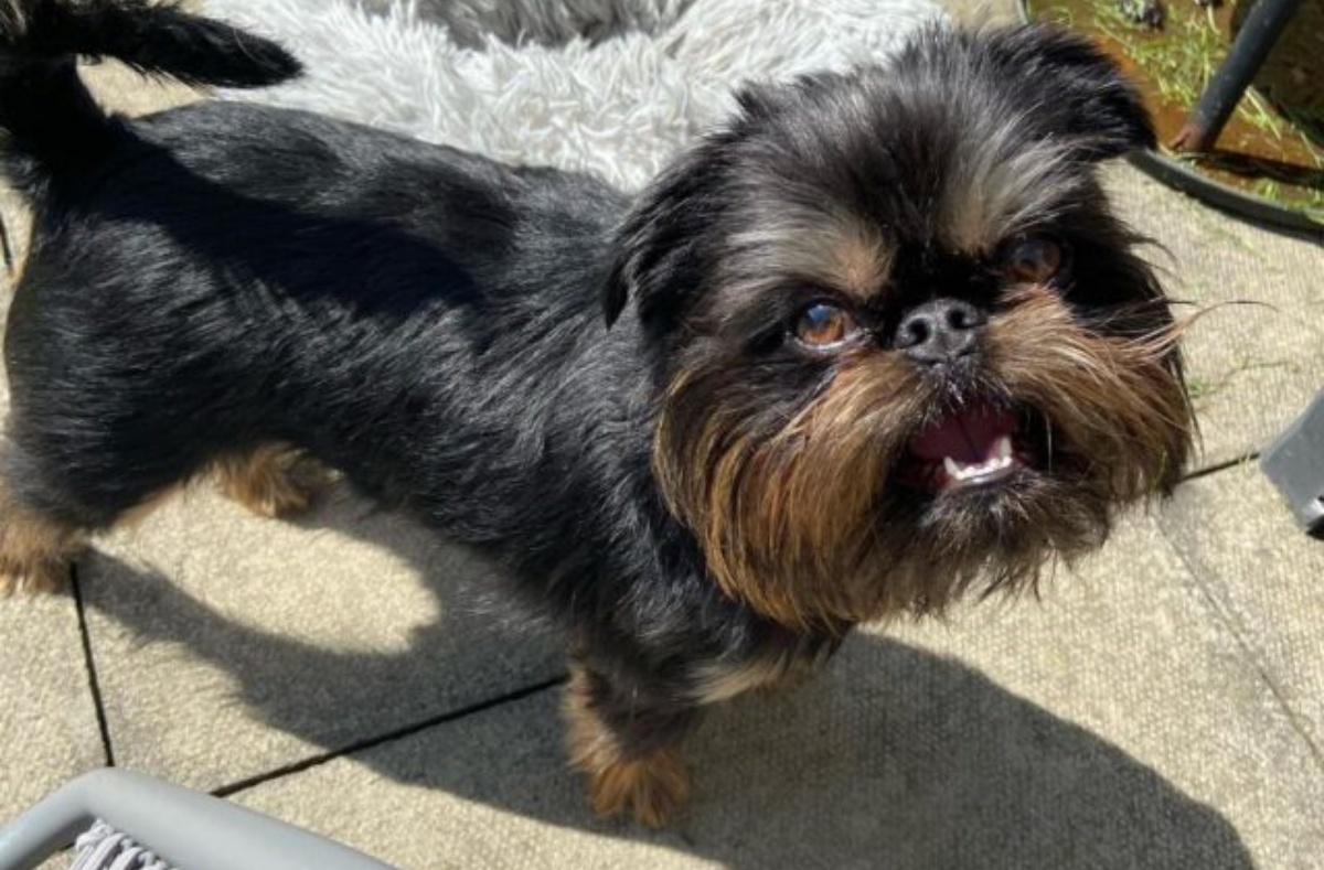La storia del cagnolino Stan