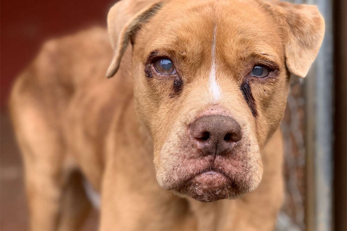 Stevie, il cagnolino cieco 