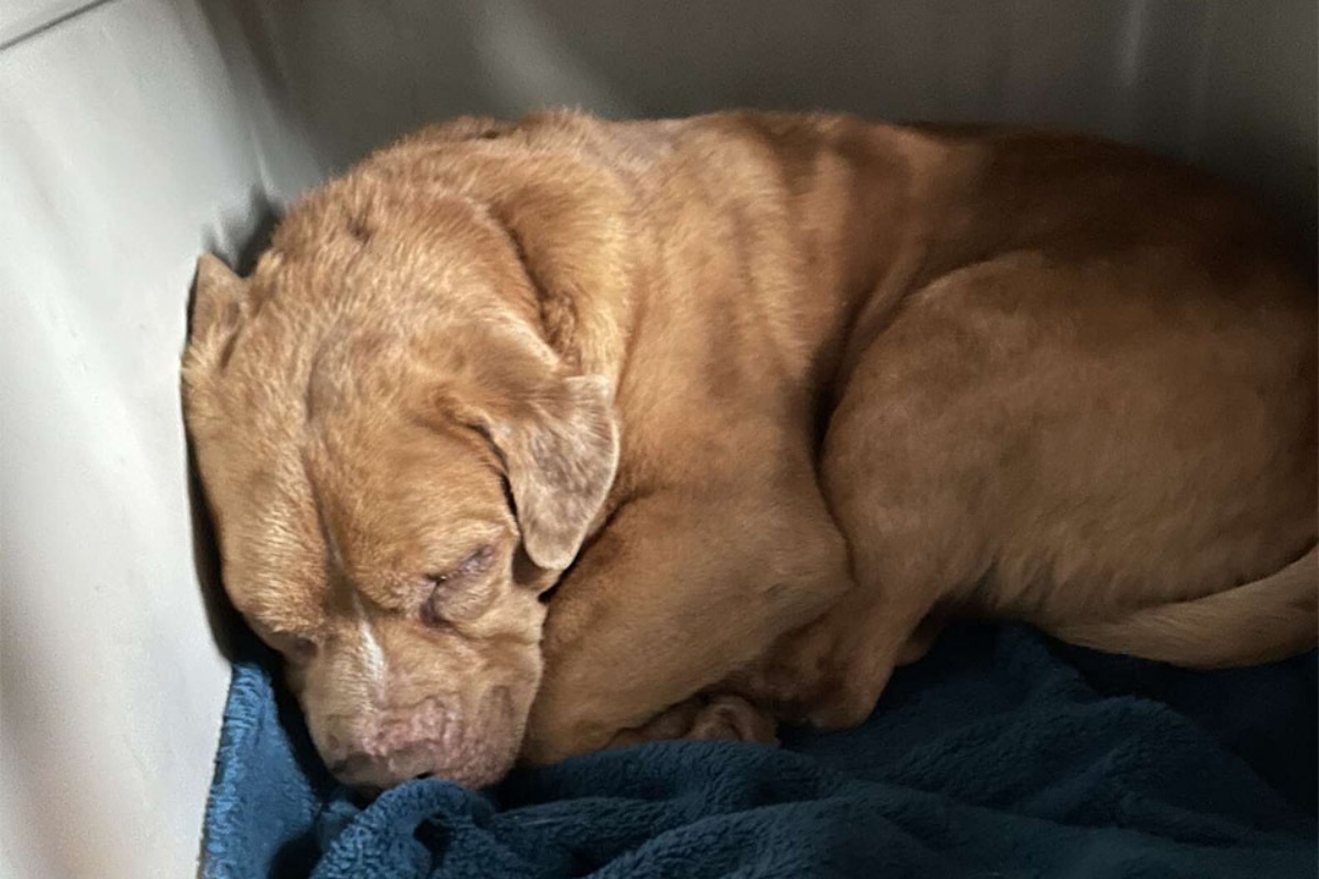 Stevie, il cane cieco felice per avere finalmente un letto caldo e morbido