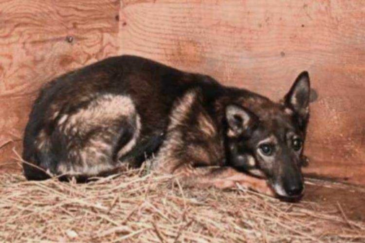 La storia di Tarasik: dopo 6 anni in rifugio, torna finalmente felice