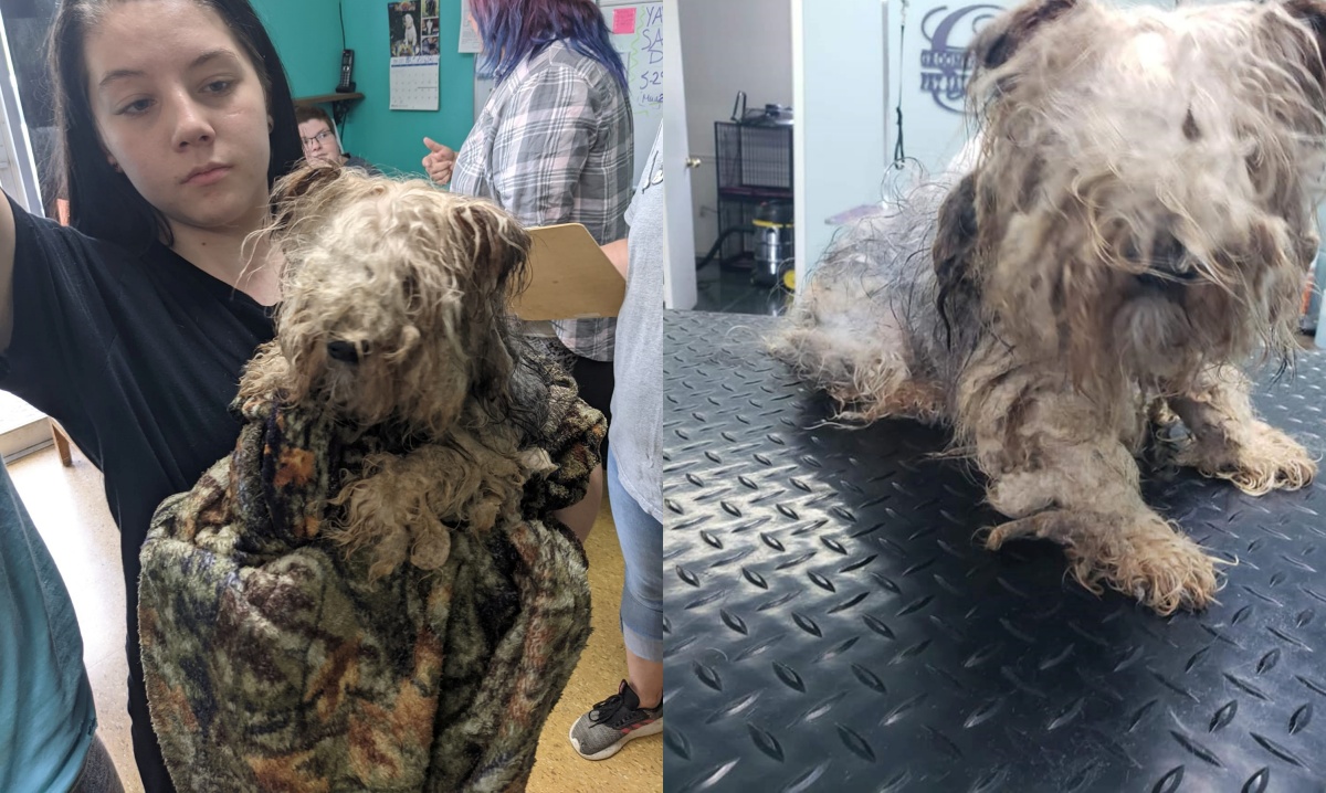 Toby, il cane intrappolato nel suo stesso pelo: “Non riusciva a muoversi”
