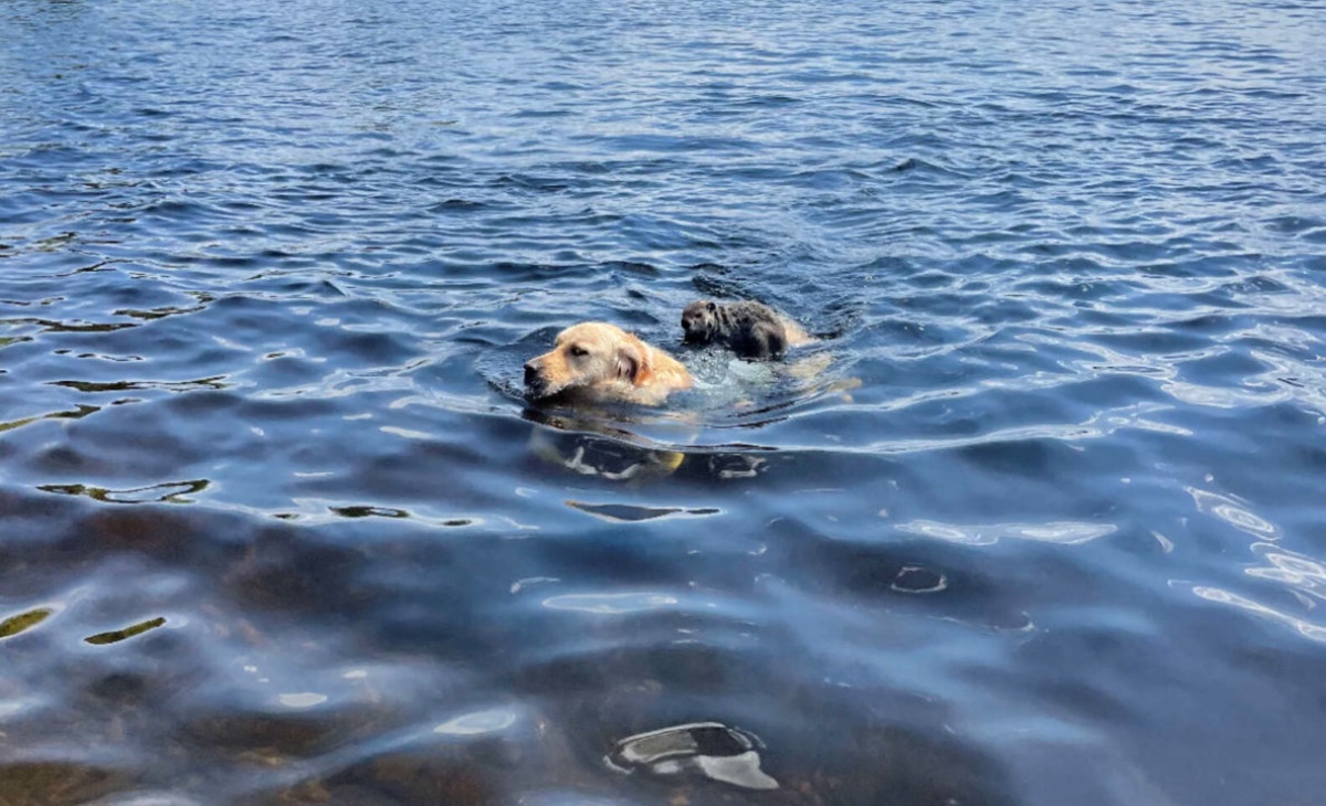 Il momento speciale tra il cane Wally e una piccola marmotta