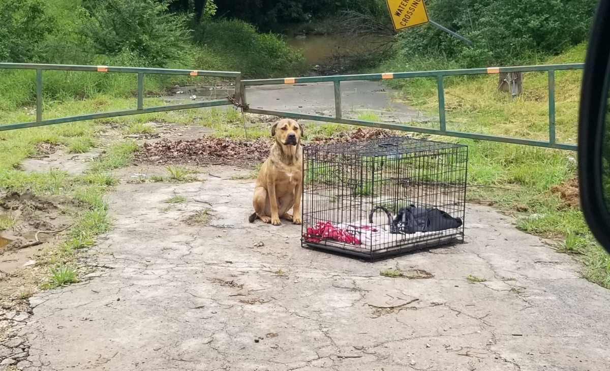 Il salvataggio del cane Zeppelin 