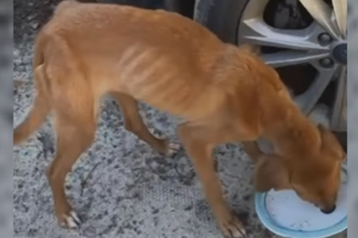 Jolene si è presentata a casa dell’uomo e alla fine è rimasta per sempre con lui
