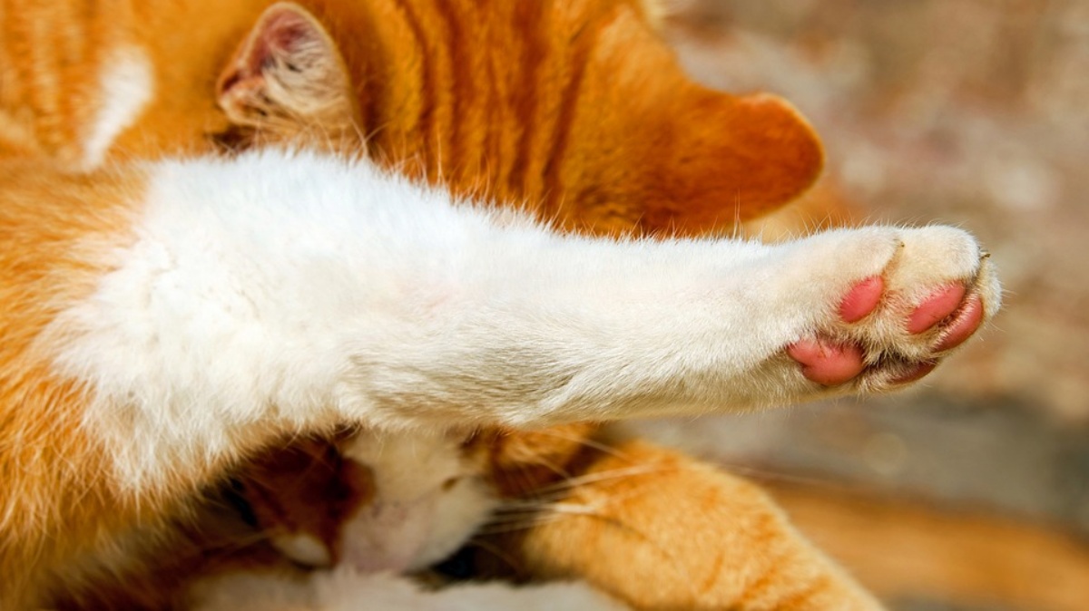 Si è concluso il processo contro l’agricoltore che uccise i gatti della sorella: la condanna