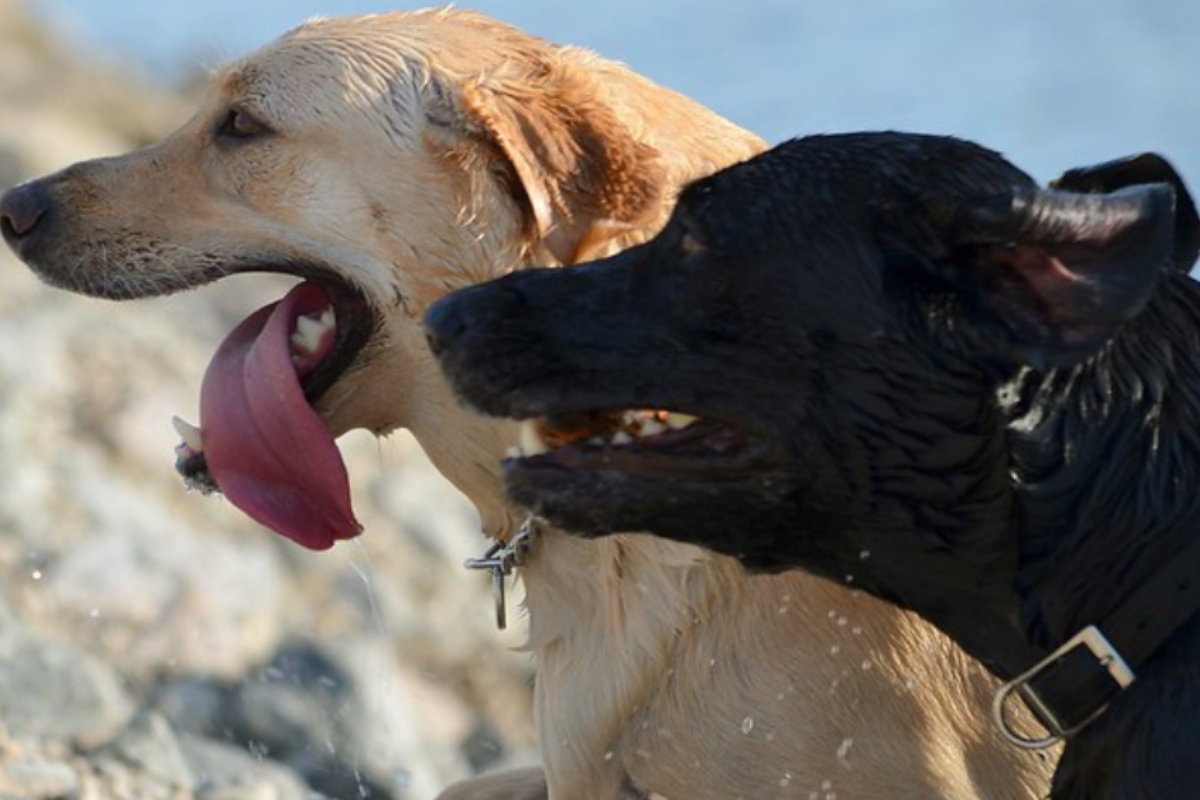 amicizia bowser e ruby