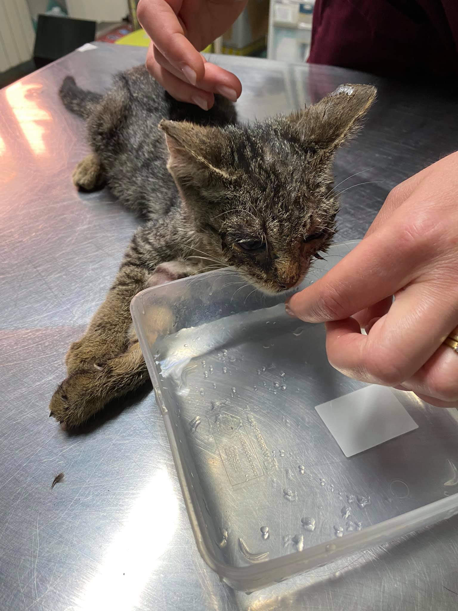 Bollito, il gattino abbandonato sotto il sole cocente