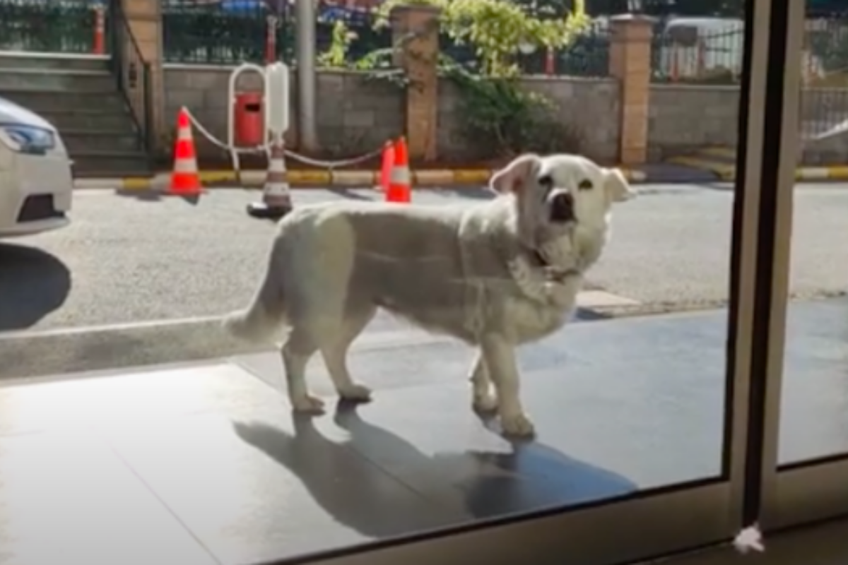 La fedeltà di Boncuk, il cane che aspetta il suo amico umano fuori la porta dell’ospedale