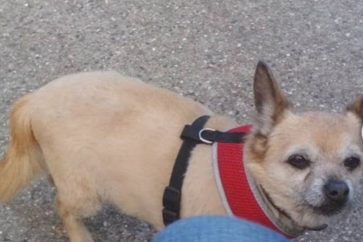 L’anziana signora ha atteso il ritorno del suo cane Brandy per più di un anno: ora sono tornati a stare insieme