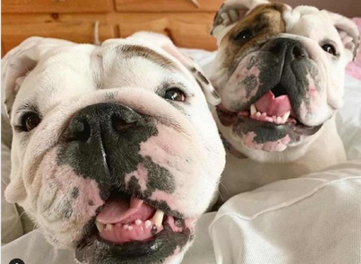 Bulldog presentano la casa high tech dove vivono vicino al letto dei proprietari