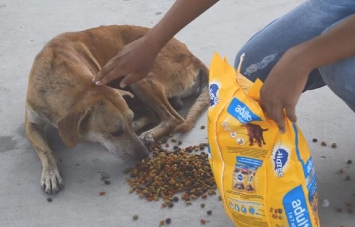 Camionista dà da mangiare ai cani randagi