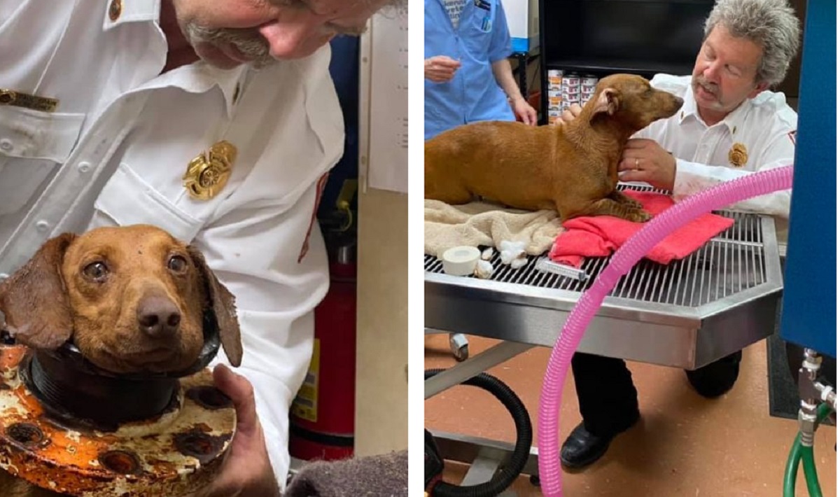 Cane bloccato nel tubo