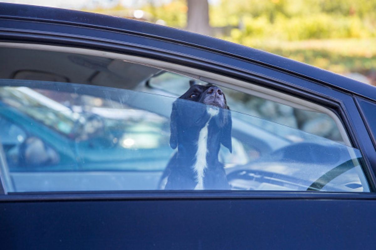 Il salvataggio di un cane in macchina