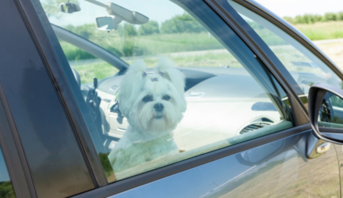 Il salvataggio di un cane in macchina