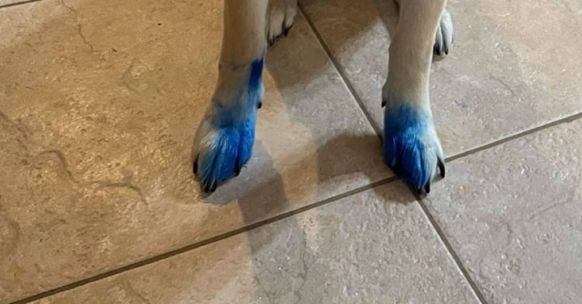 Cane distrugge tutte le penne di casa e cerca di nascondere le prove