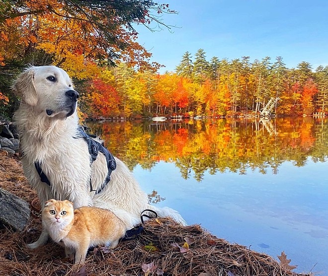 Cane impara a giocare con il gatto