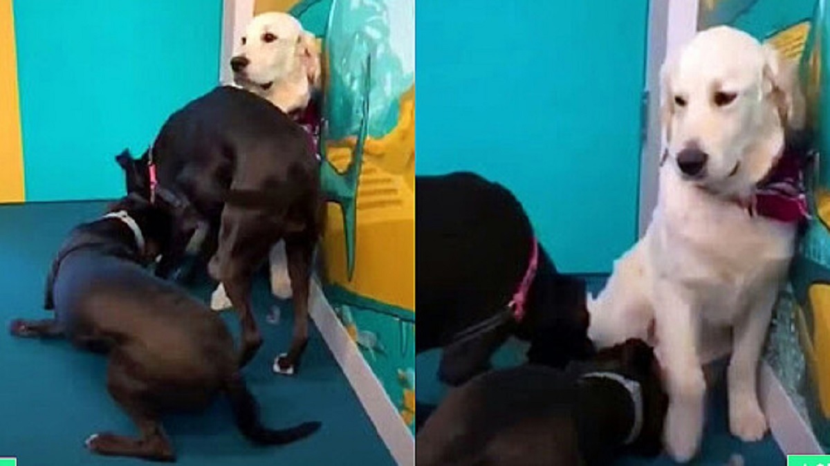 Cane impara a giocare con il gatto: non c’era mai riuscito prima