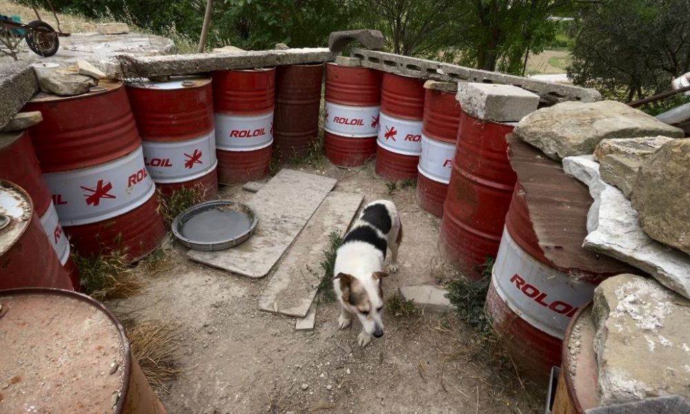 Cane intrappolato da barili